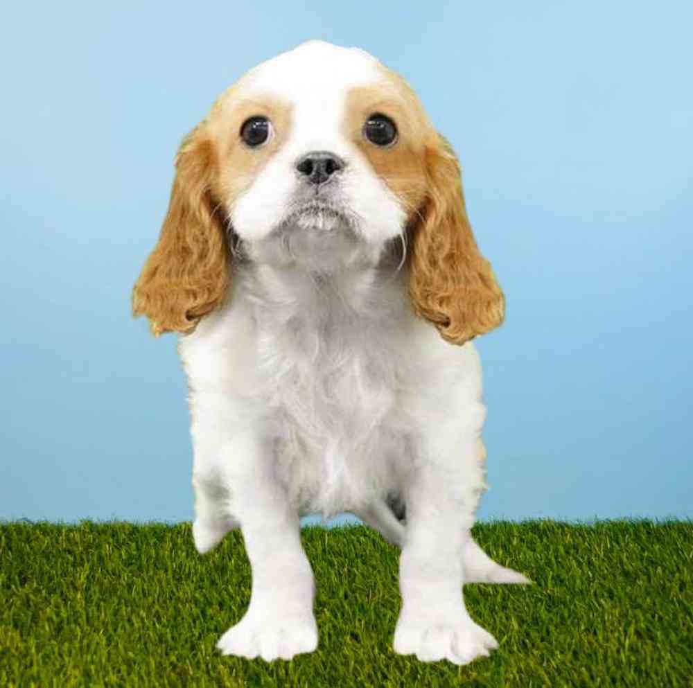 Male Cavalier King Charles Spaniel Puppy for Sale in Meridian, ID