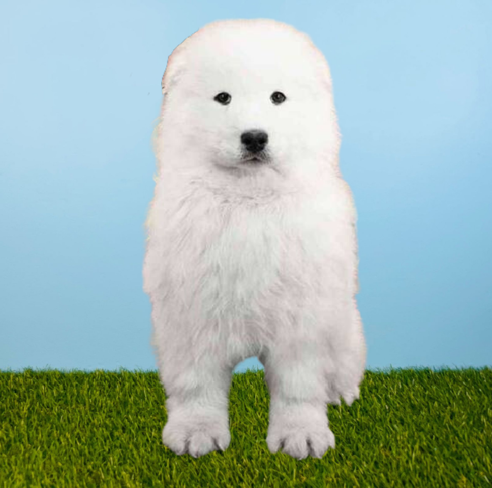 Male Samoyed Puppy for Sale in Tolleson, AZ