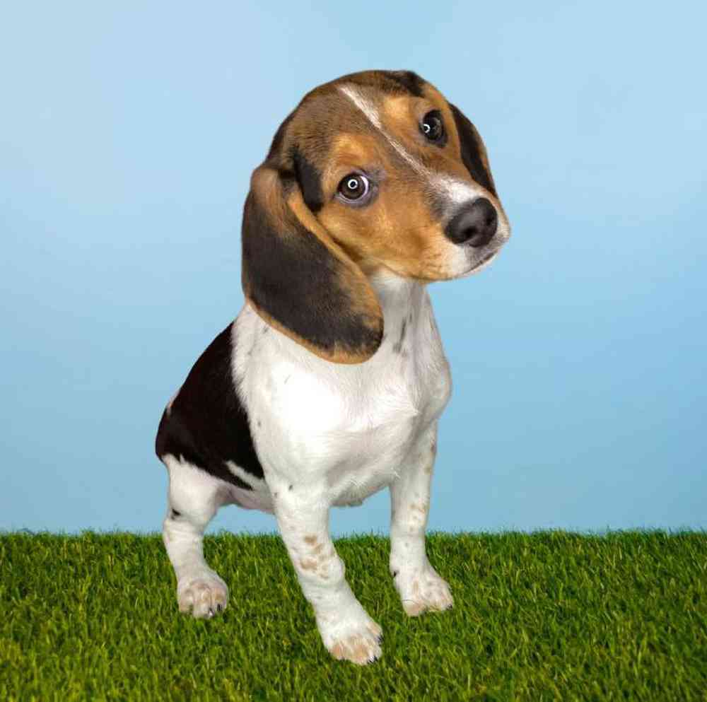 Male Beagle Puppy for Sale in Meridian, ID
