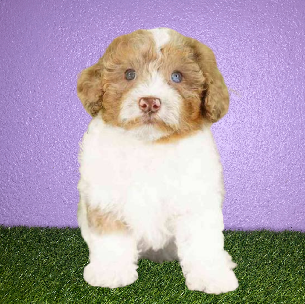 Female Poodle Puppy for Sale in New Braunfels, TX
