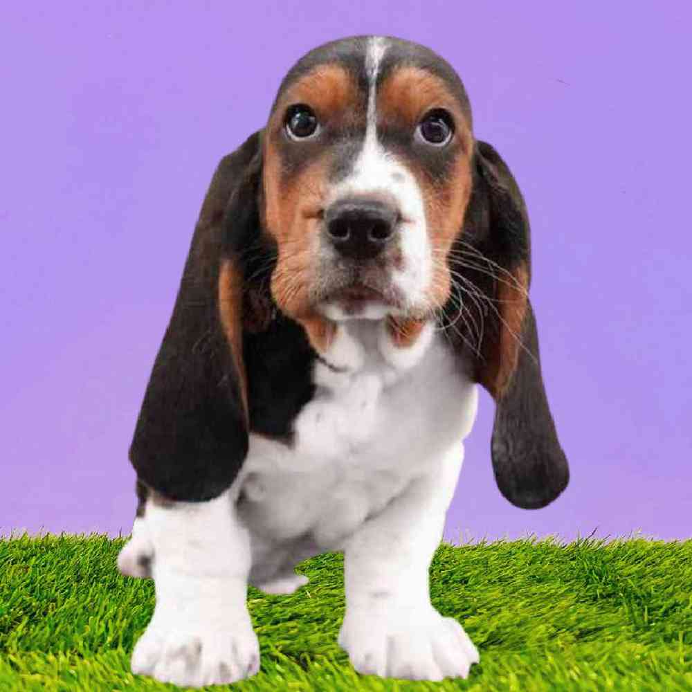 Male Basset Hound Puppy for Sale in Puyallup, WA