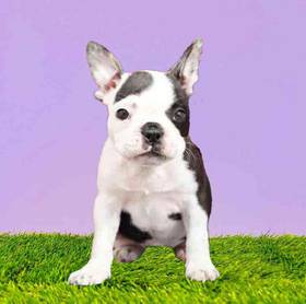 Frenchton