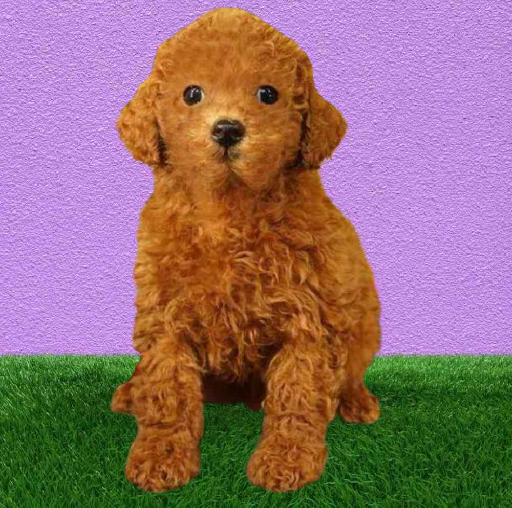 Female Poodle Puppy for Sale in Puyallup, WA