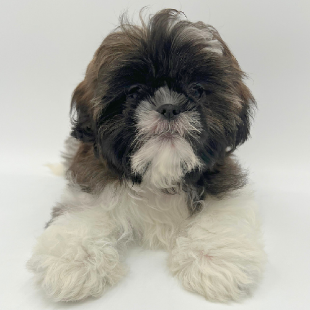 Male Shih Tzu Puppy for Sale in Marietta, GA
