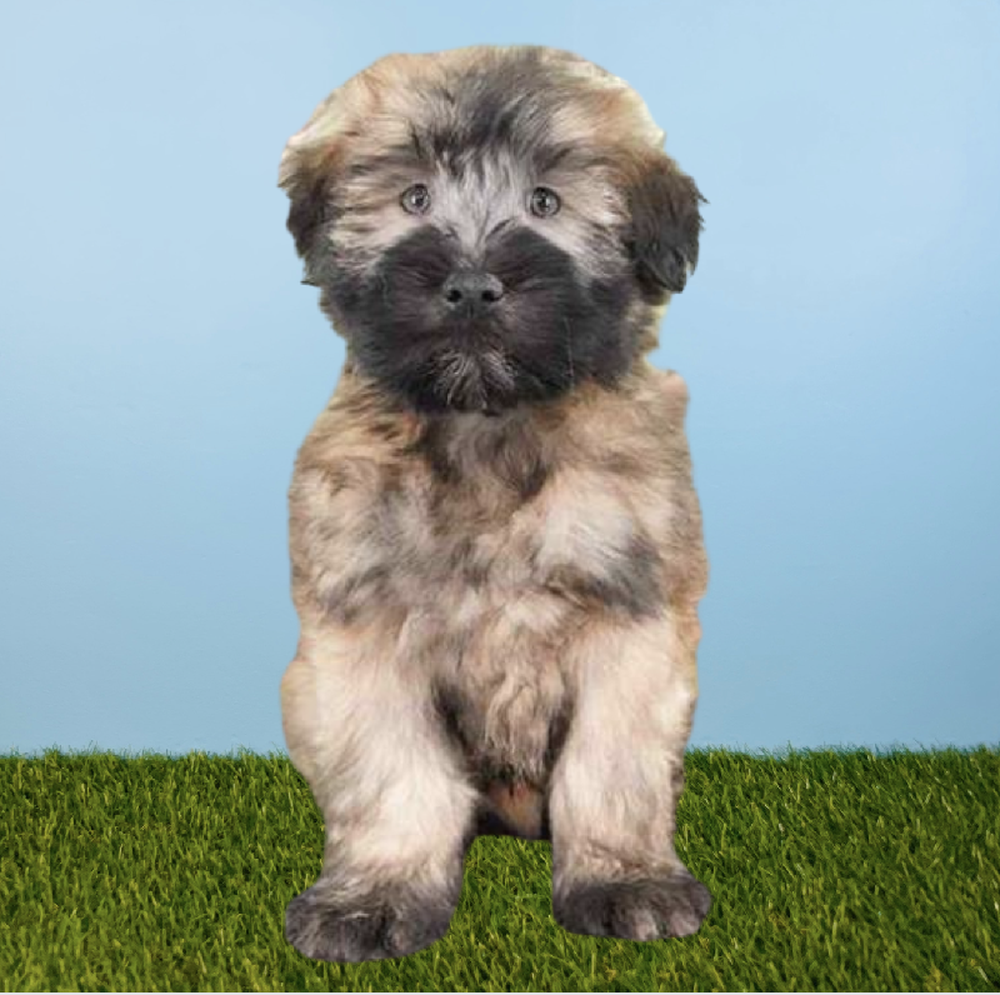 Male Soft Coated Wheaten Terrier Puppy for Sale in Tolleson, AZ