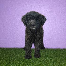 Poodle