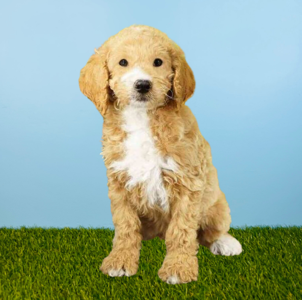 Male 2nd Gen Mini Goldendoodle Puppy for Sale in Tolleson, AZ
