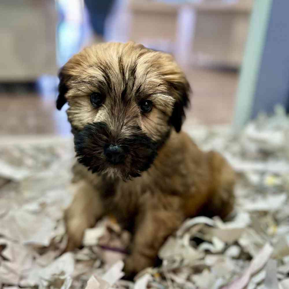 Male Soft Coated Wheaten Terrier Puppy for Sale in Tolleson, AZ