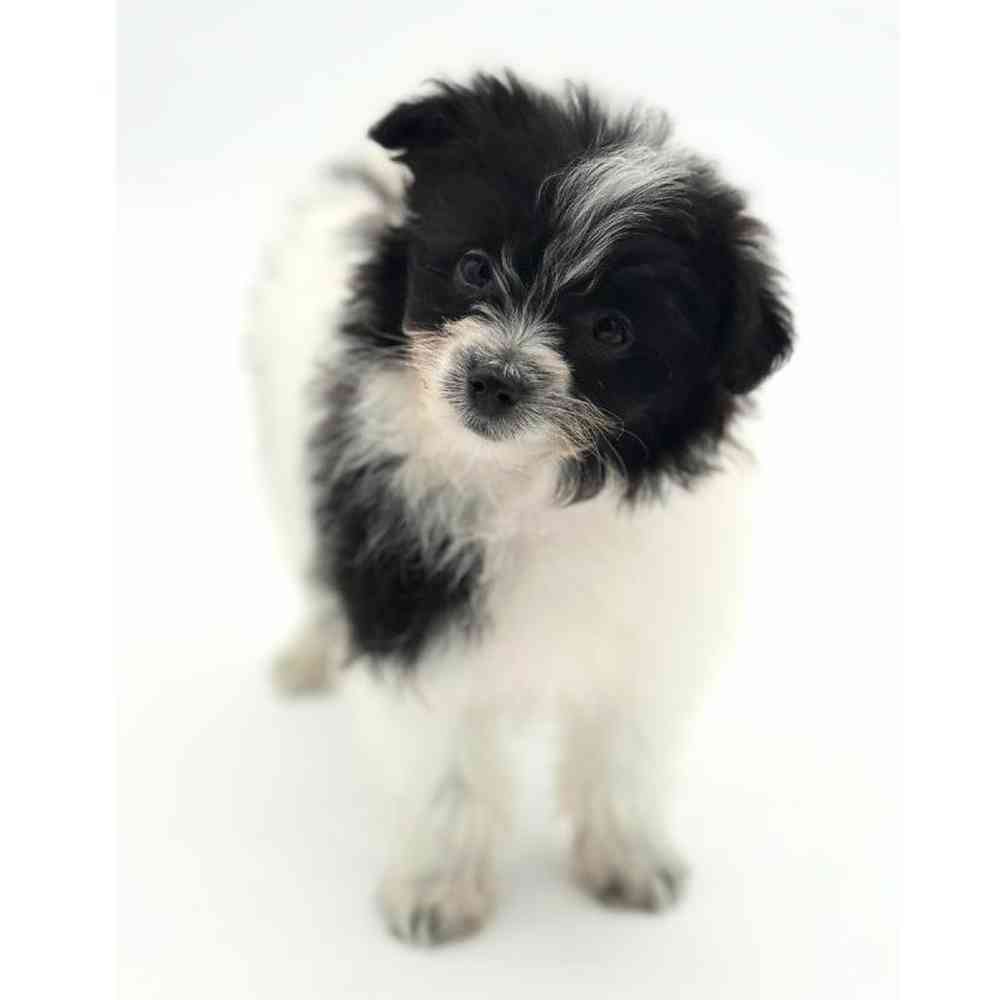 Male Pom-A-Poo Puppy for Sale in Puyallup, WA