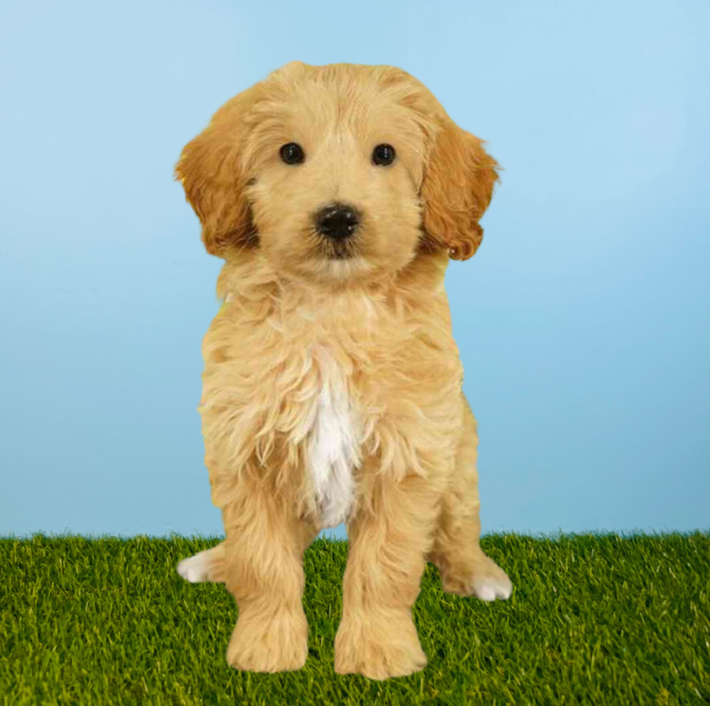 Female 2nd Gen Mini Goldendoodle Puppy for Sale in Tolleson, AZ