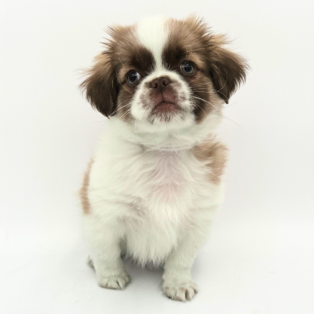 Male Malshi Puppy for Sale in Marietta, GA