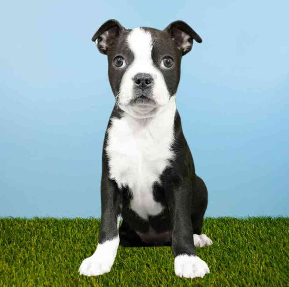 Female Boston Terrier Puppy for Sale in Meridian, ID