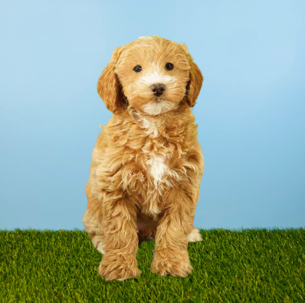 Female 2nd Gen Mini Goldendoodle Puppy for Sale in Tolleson, AZ