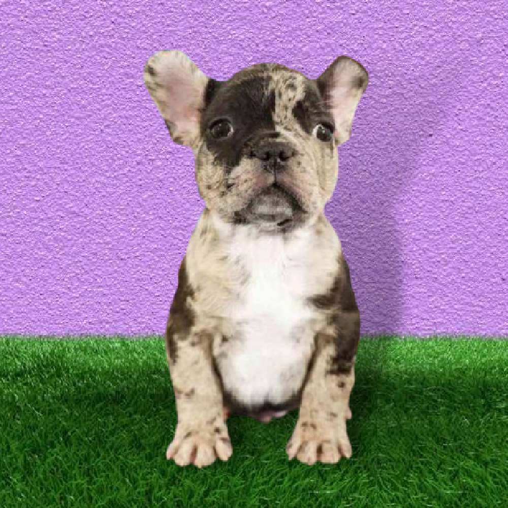 Male French Bulldog Puppy for Sale in Marietta, GA
