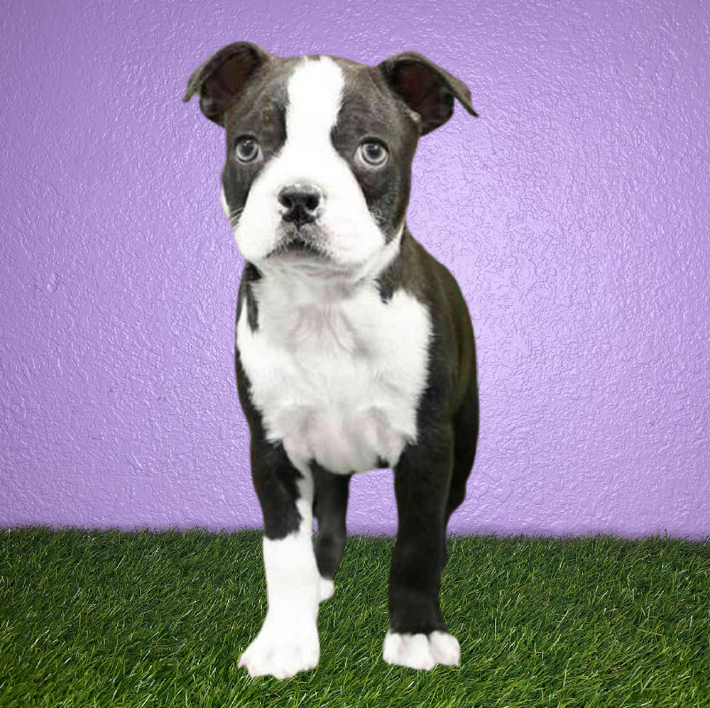 Male Boston Terrier Puppy for Sale in New Braunfels, TX