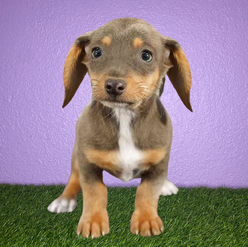 Male Chiweenie Puppy for Sale in New Braunfels, TX