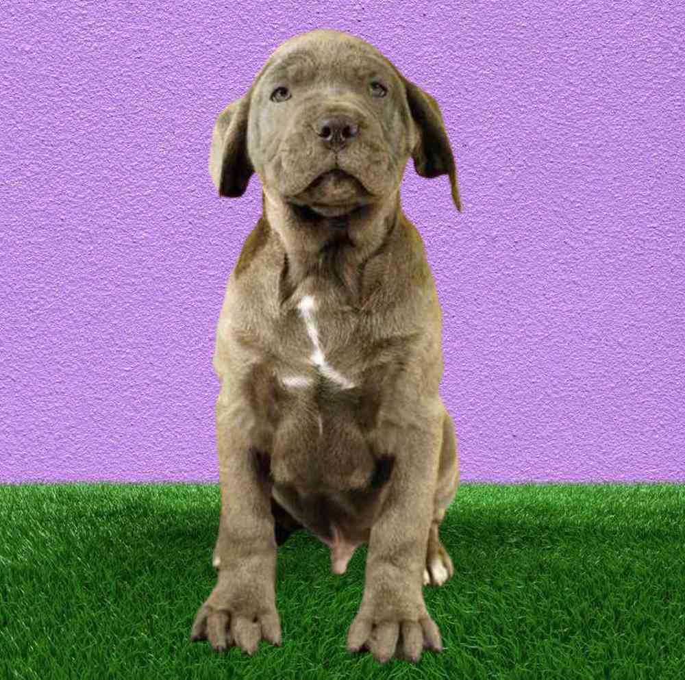 Male Cane Corso Puppy for Sale in Puyallup, WA