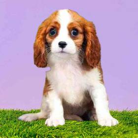 Cavalier King Charles Spaniel