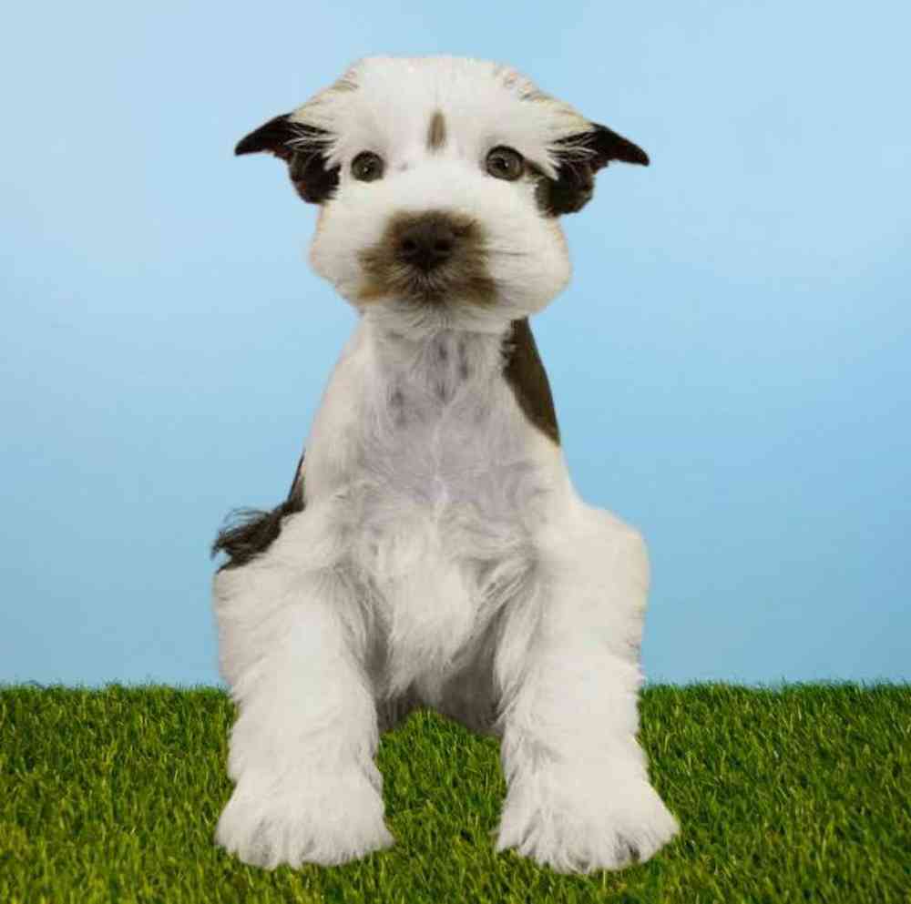 Male Mini Schnauzer Puppy for Sale in Meridian, ID