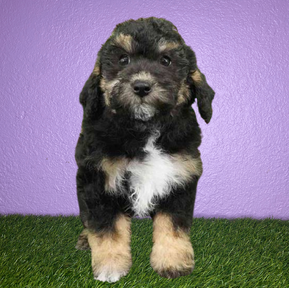 Female 2nd Gen Mini Sheepadoodle Puppy for Sale in New Braunfels, TX