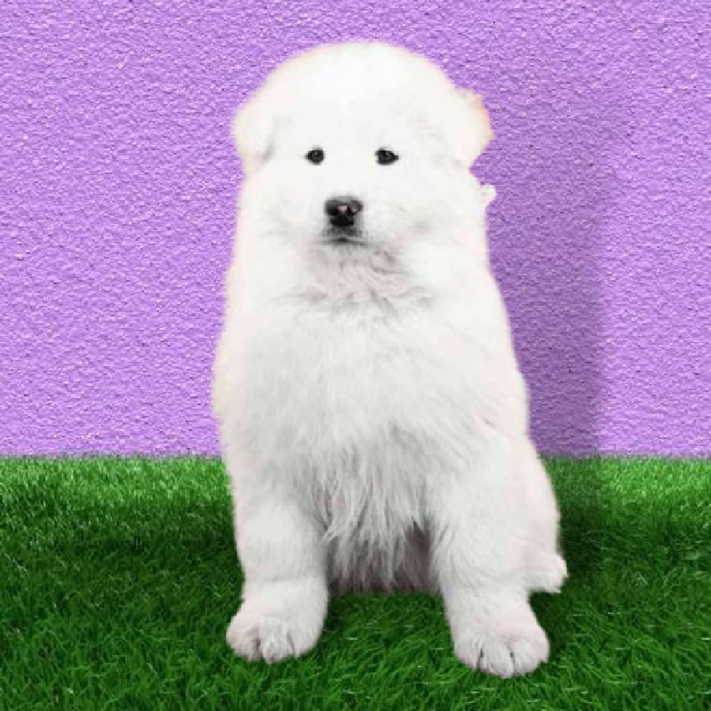 Female Samoyed Puppy for Sale in Marietta, GA