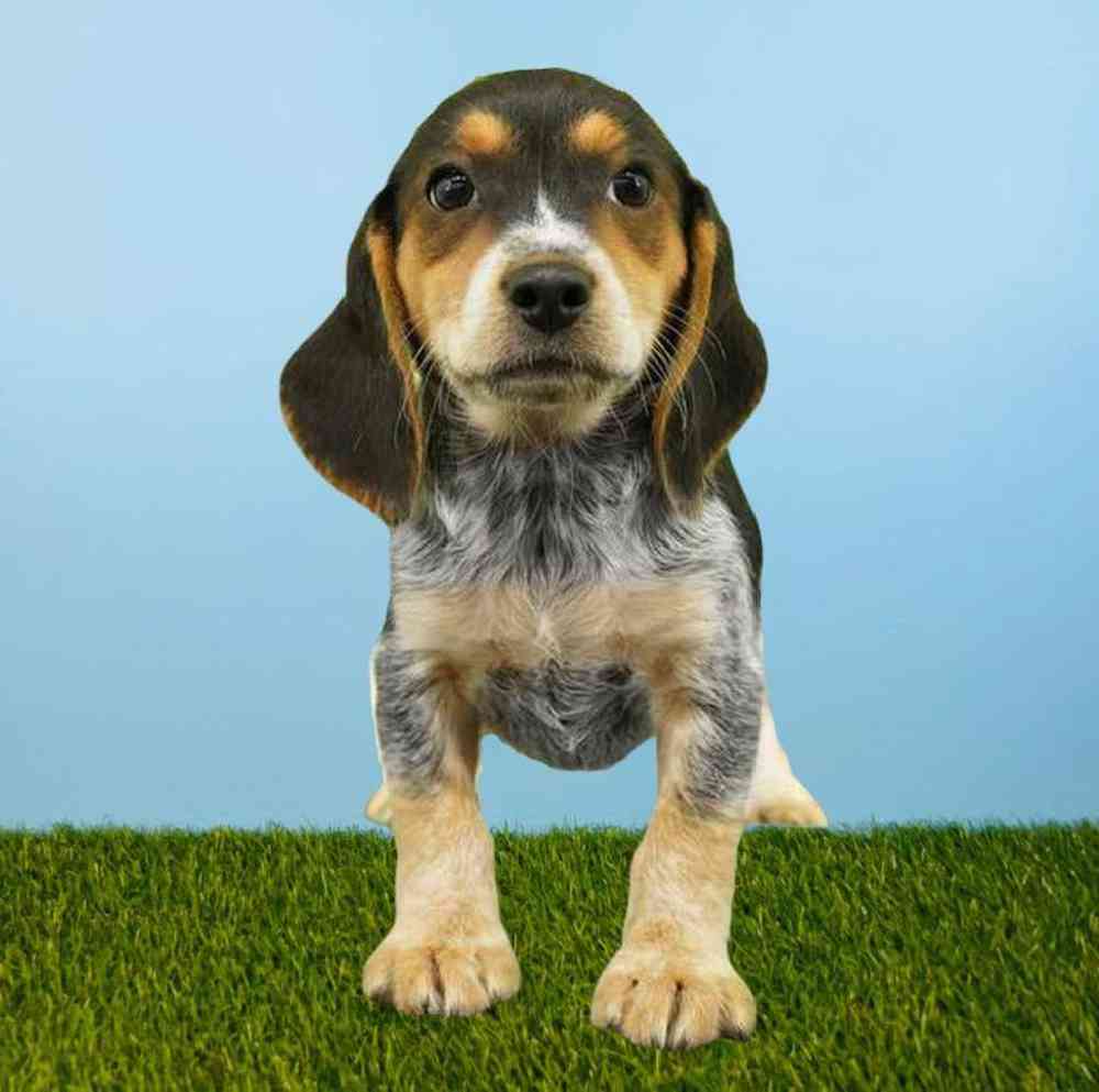 Female Beagle Puppy for Sale in Tolleson, AZ