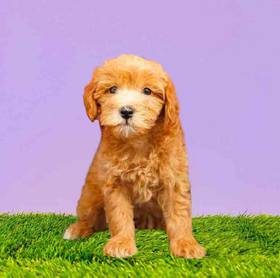 2nd Gen Mini Goldendoodle