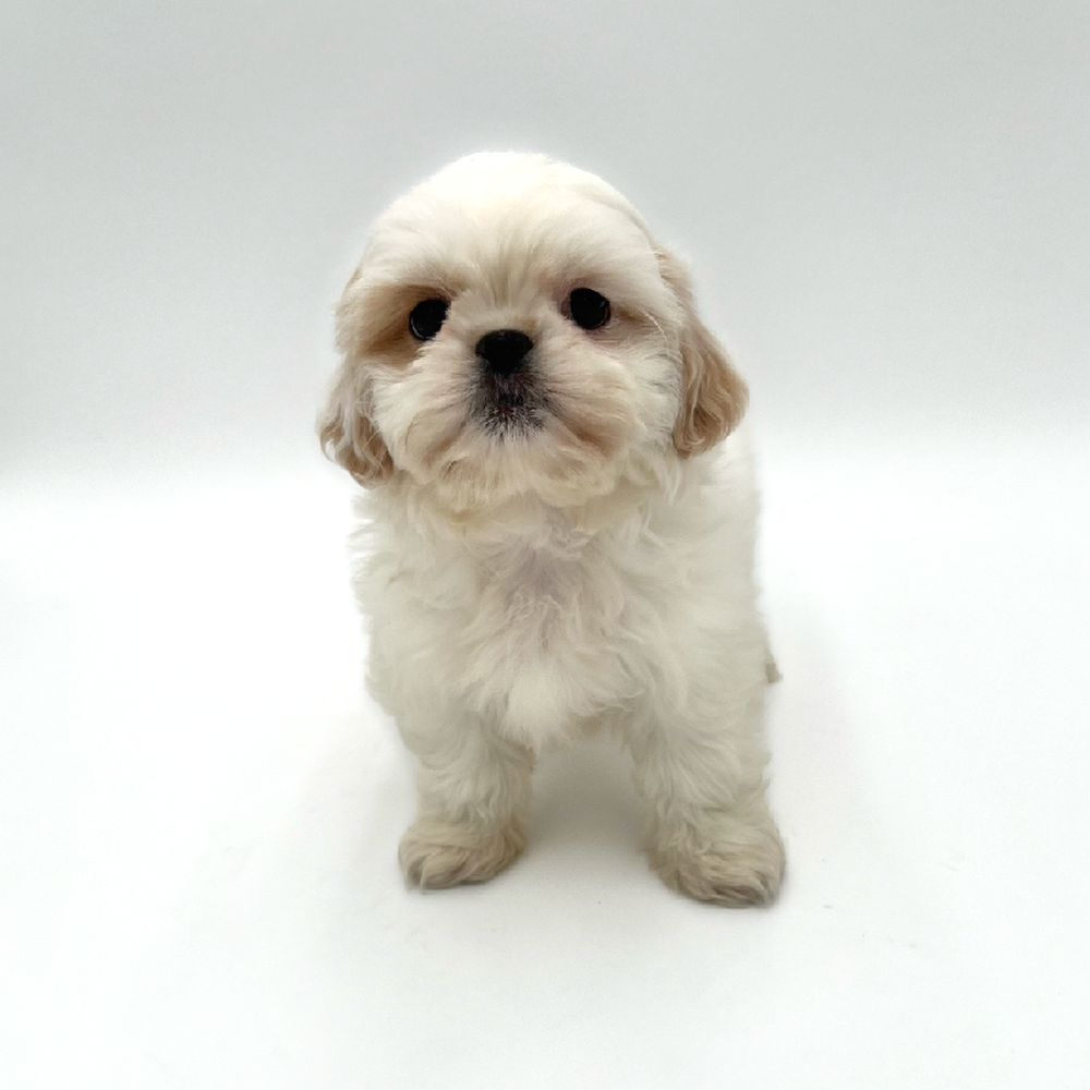 Male Shih Tzu Puppy for Sale in San Antonio, TX