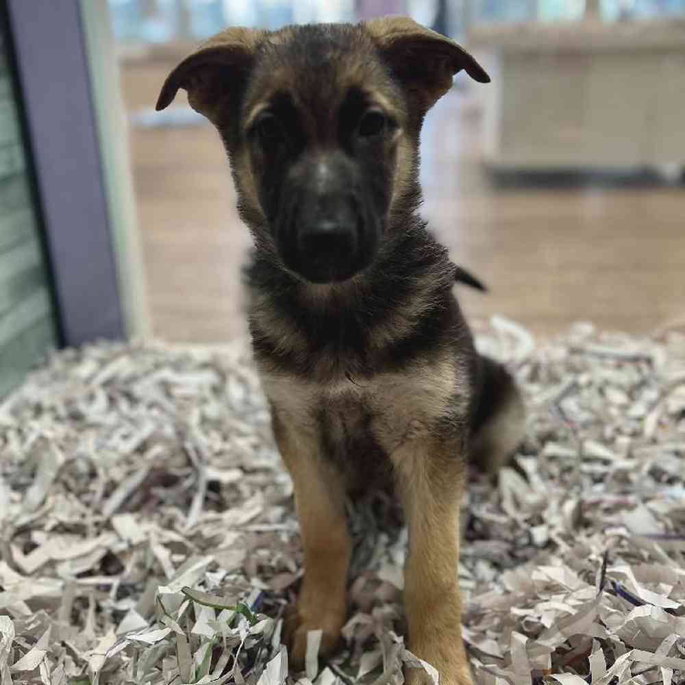 Female German Shepherd Puppy for Sale in Marietta, GA