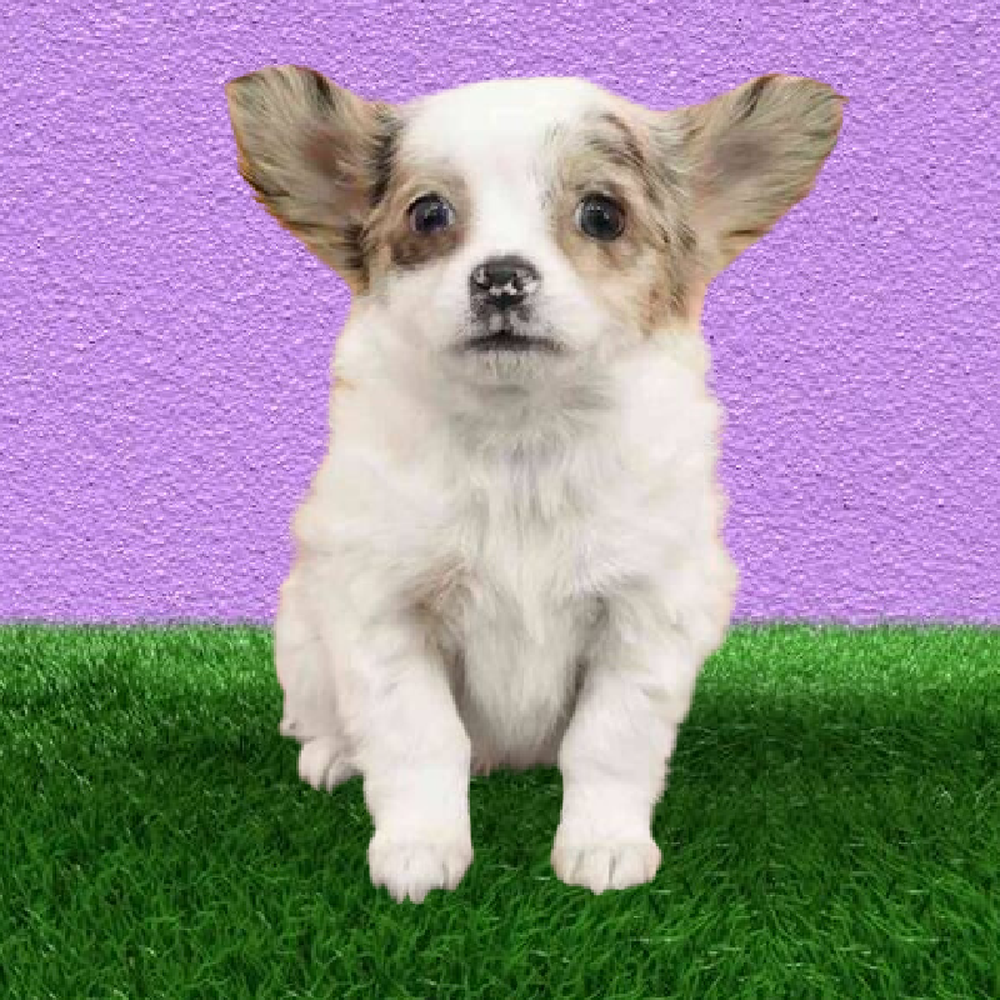 Female Chihuahua Puppy for Sale in Marietta, GA