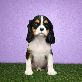 Cavalier King Charles Spaniel