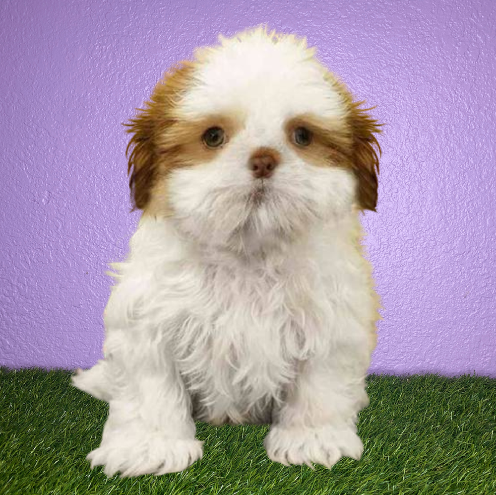 Male Shih Tzu Puppy for Sale in New Braunfels, TX