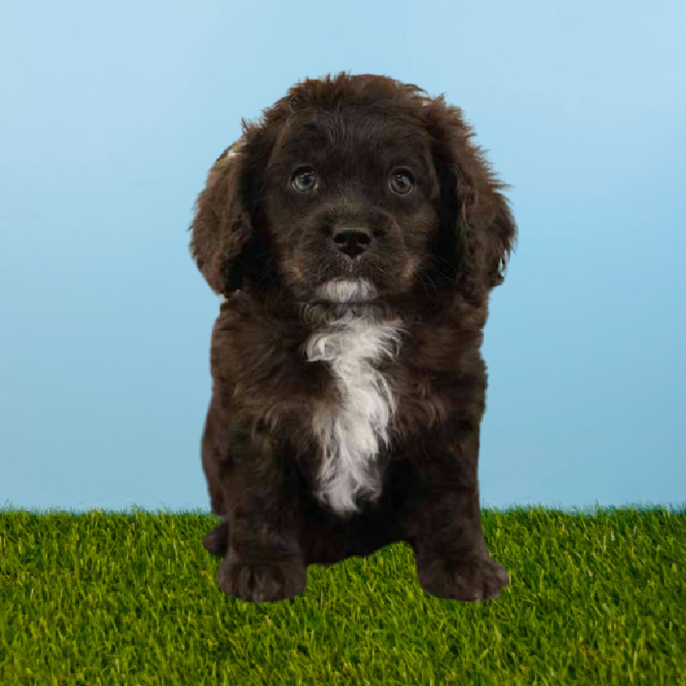 Male Cavapoo Puppy for Sale in Pasadena, TX