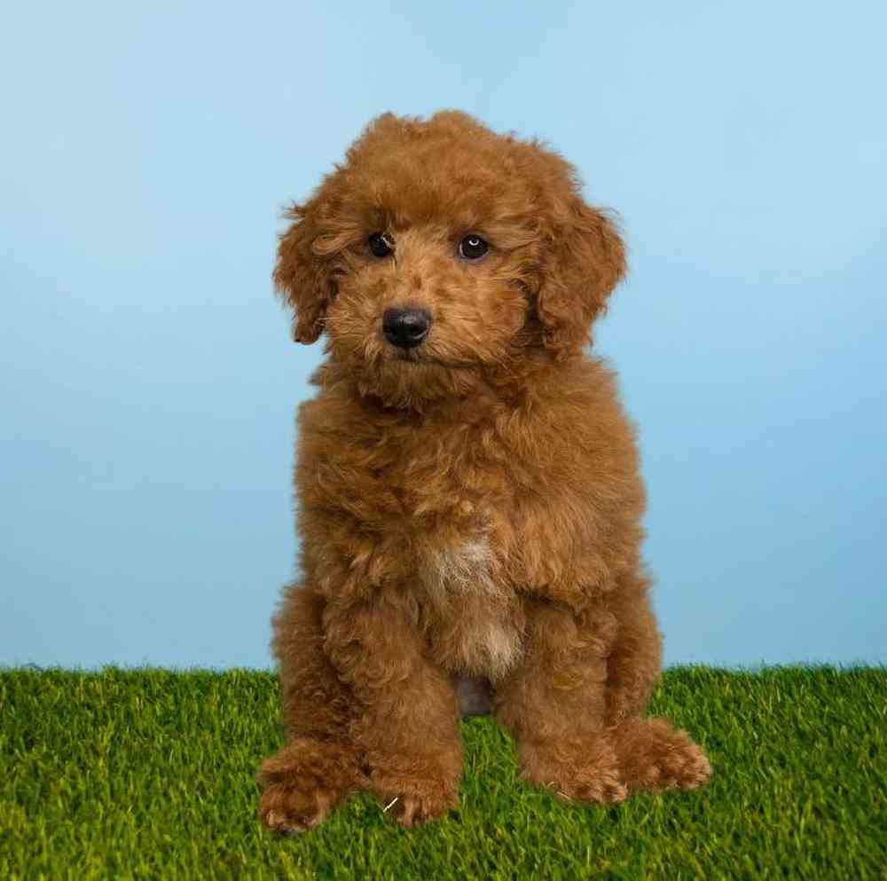 Female Poodle Puppy for Sale in Meridian, ID