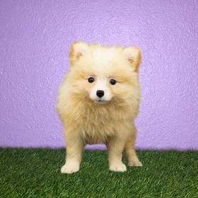Pomeranian