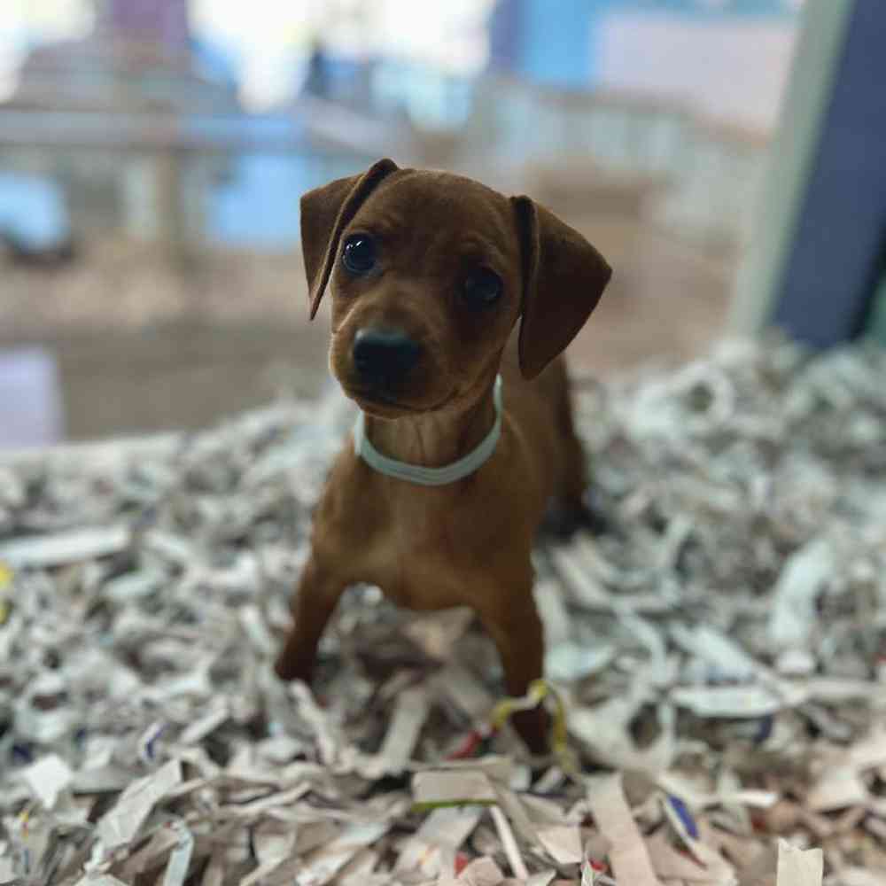 Male Min Pin Puppy for Sale in Marietta, GA