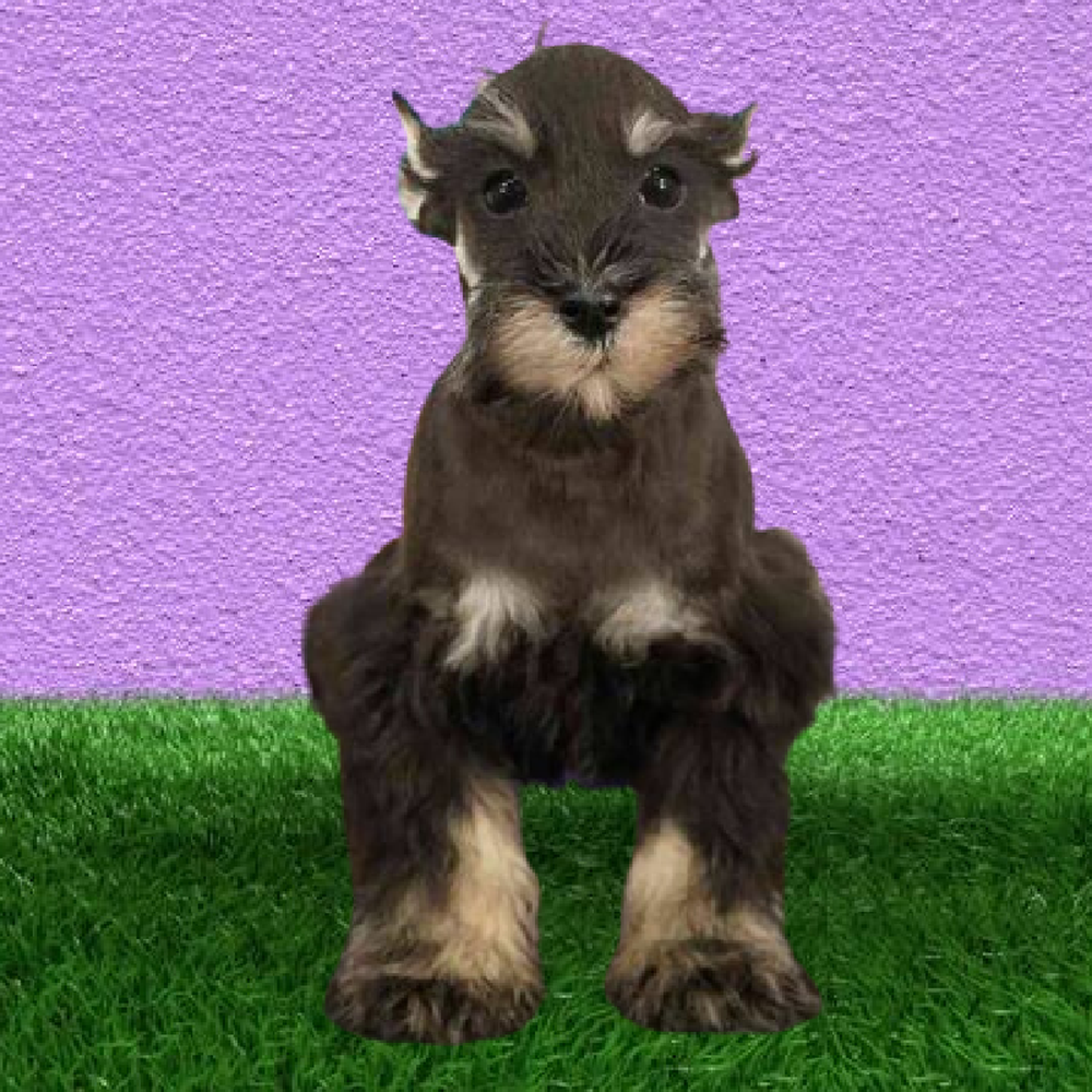 Male Mini Schnauzer Puppy for Sale in Marietta, GA