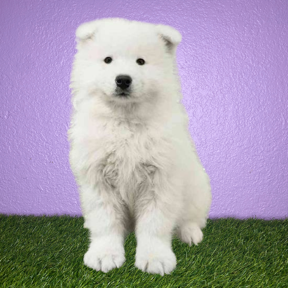 Female Samoyed Puppy for Sale in New Braunfels, TX