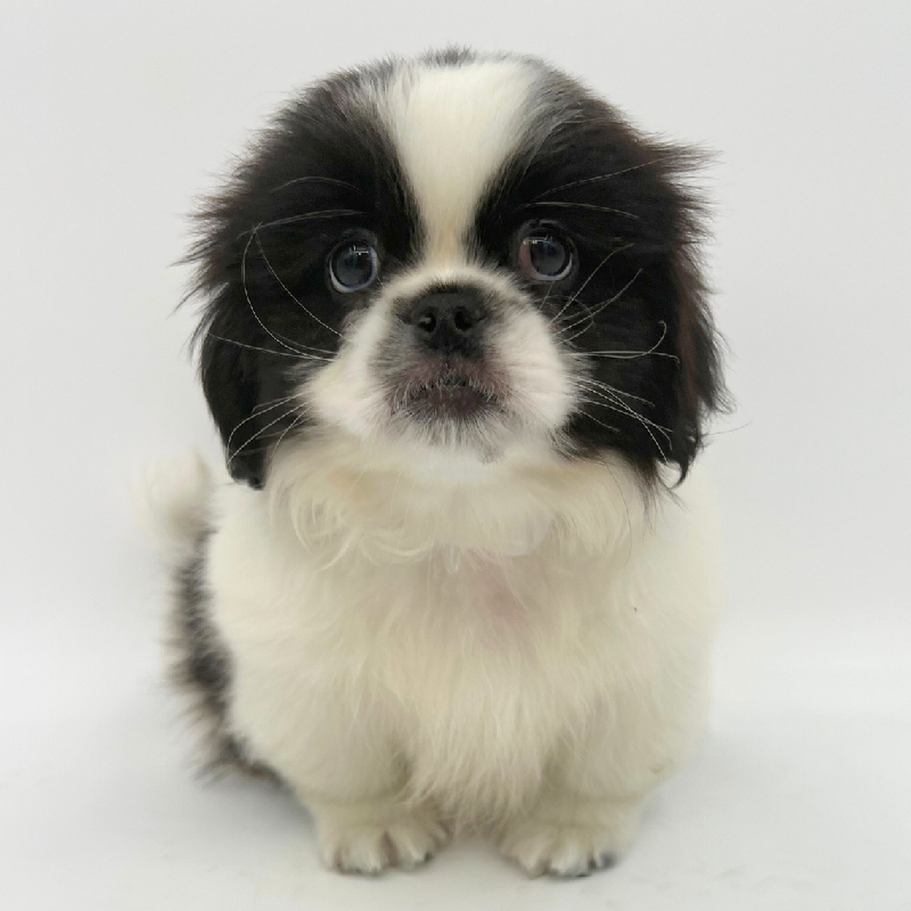 Male Pekingese Puppy for Sale in Marietta, GA