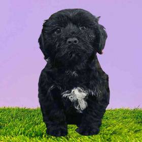 Yorkie-Poo