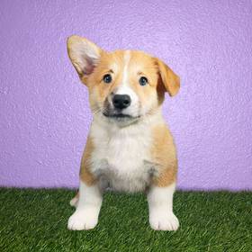 Pembroke Welsh Corgi