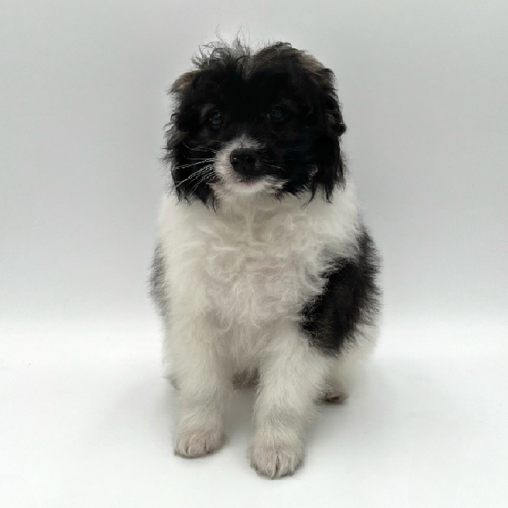 Male Pom-A-Poo Puppy for Sale in San Antonio, TX