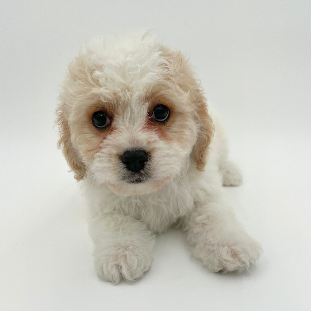 Male Cavachon Puppy for Sale in Marietta, GA