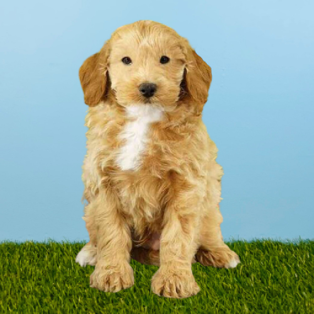 Male 2nd Gen Mini Goldendoodle Puppy for Sale in Pasadena, TX