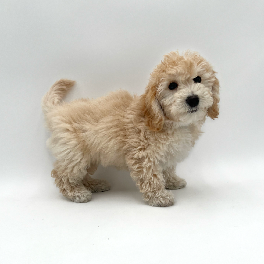 Female Bichapoo Puppy for Sale in San Antonio, TX
