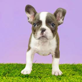 French Bulldog