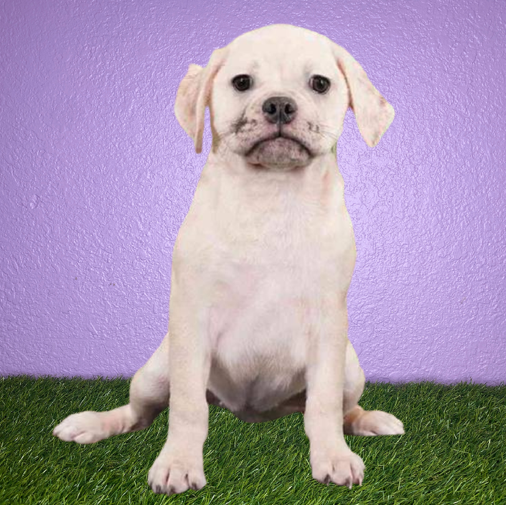 Female Puggle Puppy for Sale in New Braunfels, TX