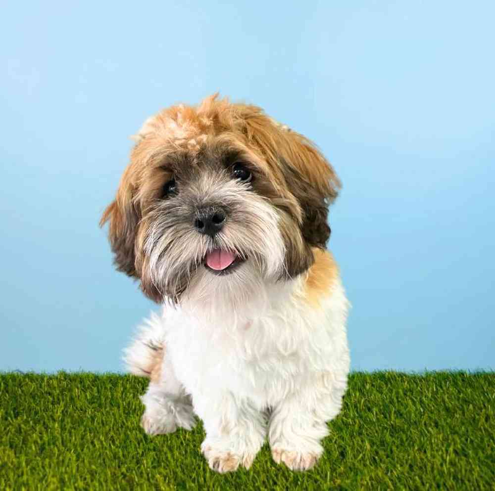 Male Lhasa Apso Puppy for Sale in Meridian, ID