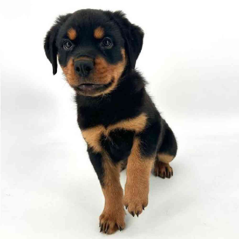 Male Rottweiler Puppy for Sale in Tolleson, AZ