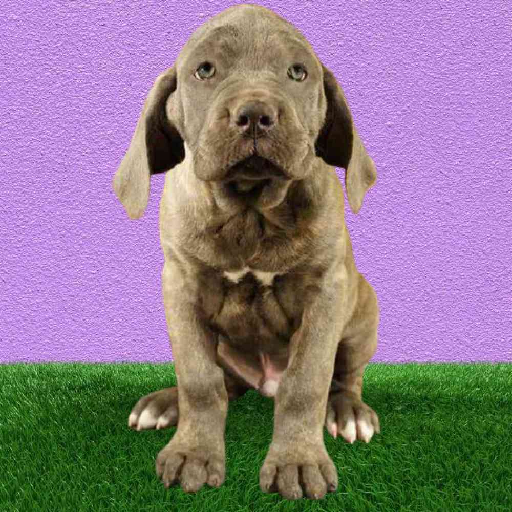 Male Cane Corso Puppy for Sale in Puyallup, WA